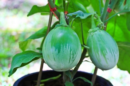 Какие овощи можно пересадить в горшок на зиму, чтобы продолжить сбор урожая