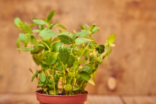 Какие овощи можно пересадить в горшок на зиму, чтобы продолжить сбор урожая