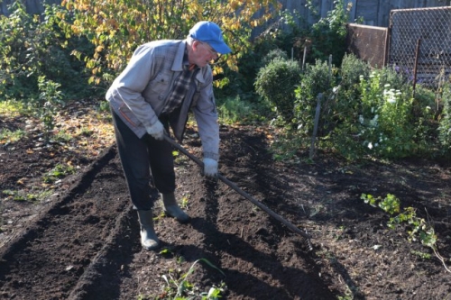 Как посадить озимый чеснок: пошаговая инструкция для новичков