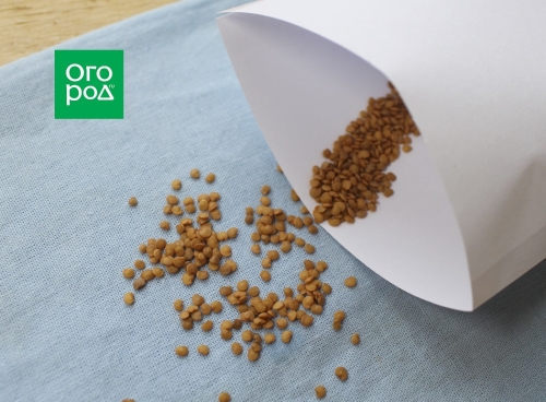 Как собрать семена баклажанов – мастер-класс с фото