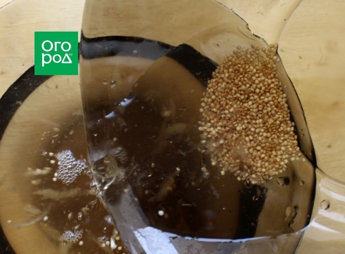 Как собрать семена баклажанов – мастер-класс с фото