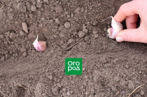 Как посадить озимый чеснок: пошаговая инструкция для новичков