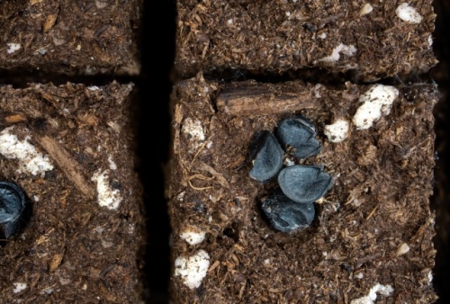 Лук-батун: посадка, уход, размножение