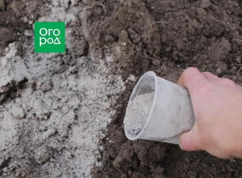 7 способов посадки озимого чеснока