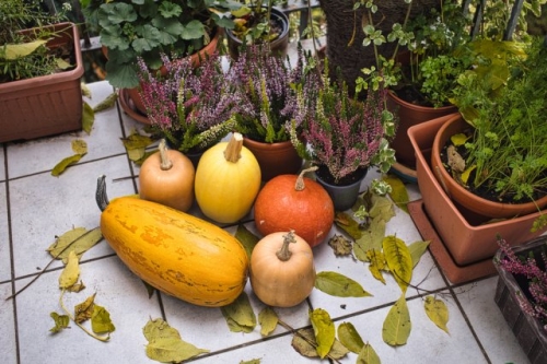 Где и как хранить тыквы