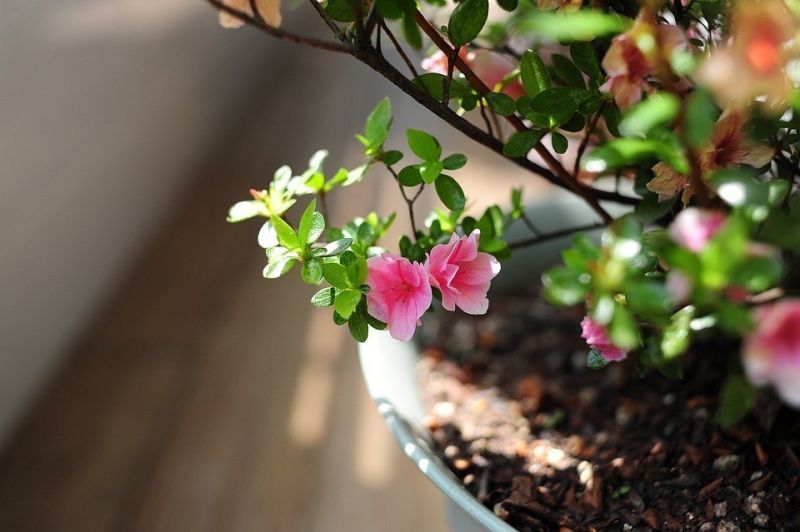  7 растений, которые нельзя ставить на подоконник рядом с батареей