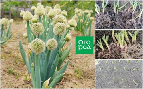 Лук-батун: посадка, уход, размножение