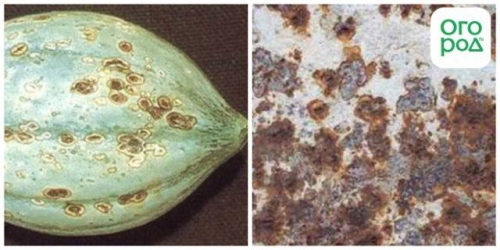 Опасные болезни тыкв и кабачков при хранении