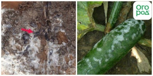 Опасные болезни тыкв и кабачков при хранении