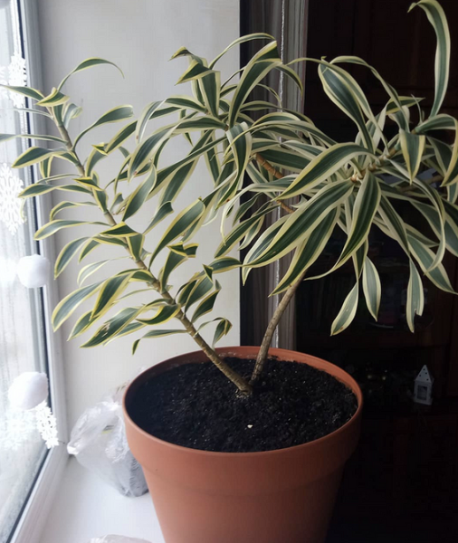 Драцена: уход в домашних условиях, фото сортов и решение возможных проблем