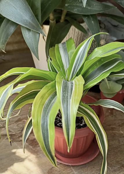 Драцена: уход в домашних условиях, фото сортов и решение возможных проблем