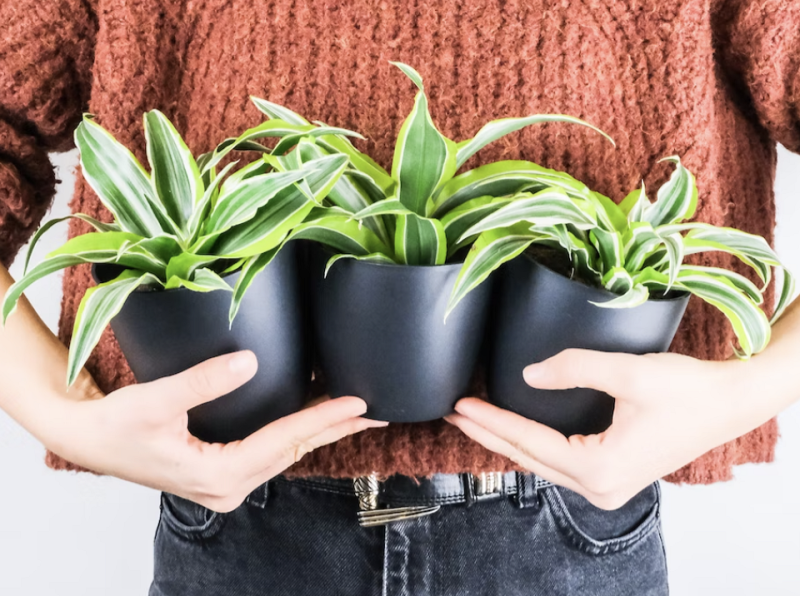 Драцена: уход в домашних условиях, фото сортов и решение возможных проблем