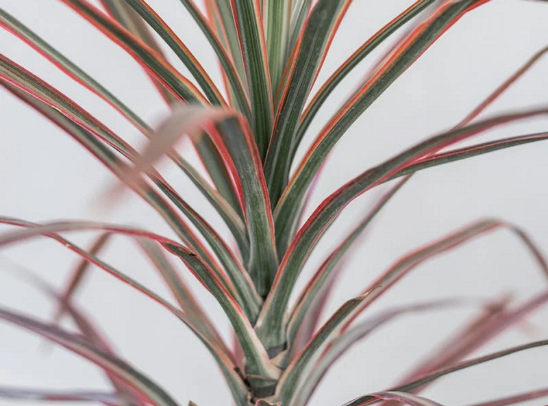 Драцена: уход в домашних условиях, фото сортов и решение возможных проблем