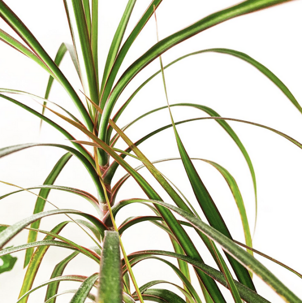 Драцена: уход в домашних условиях, фото сортов и решение возможных проблем