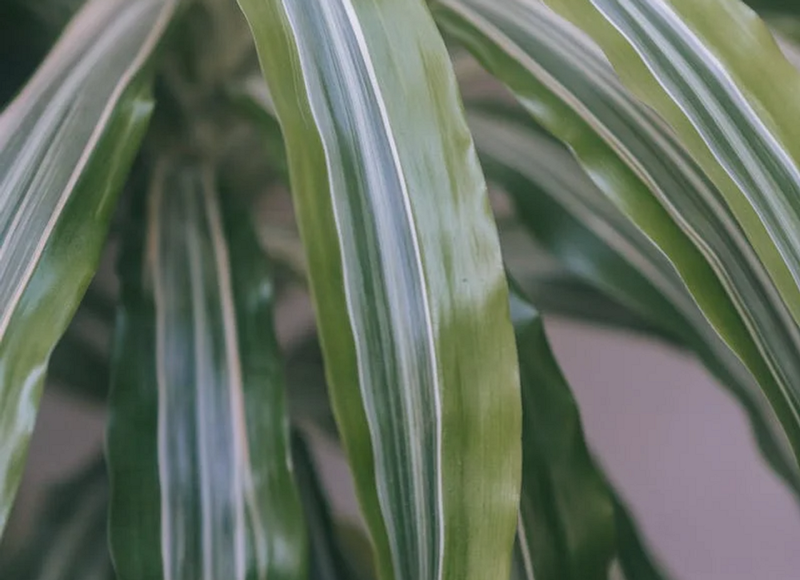 Драцена: уход в домашних условиях, фото сортов и решение возможных проблем