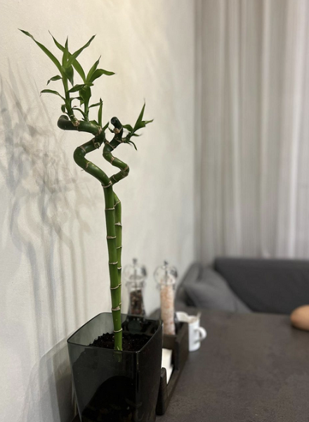 Драцена: уход в домашних условиях, фото сортов и решение возможных проблем