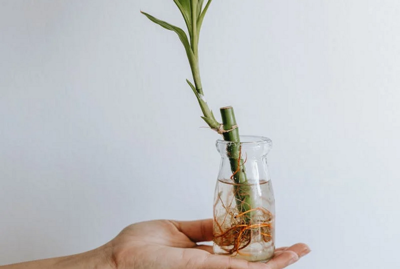 Драцена: уход в домашних условиях, фото сортов и решение возможных проблем