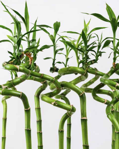 Драцена: уход в домашних условиях, фото сортов и решение возможных проблем