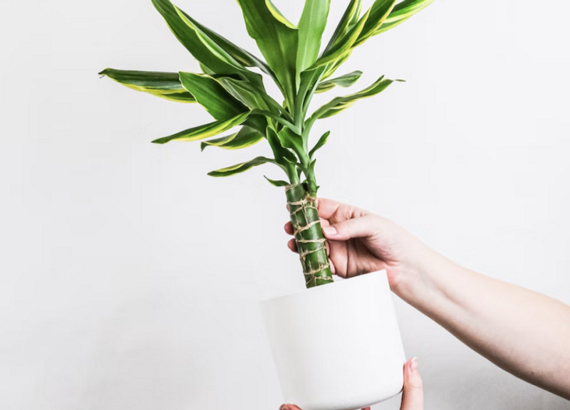 Драцена: уход в домашних условиях, фото сортов и решение возможных проблем