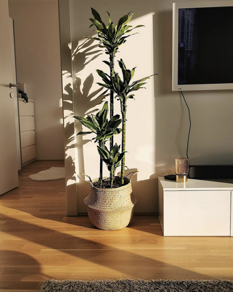 Драцена: уход в домашних условиях, фото сортов и решение возможных проблем