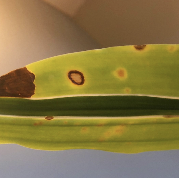 Драцена: уход в домашних условиях, фото сортов и решение возможных проблем