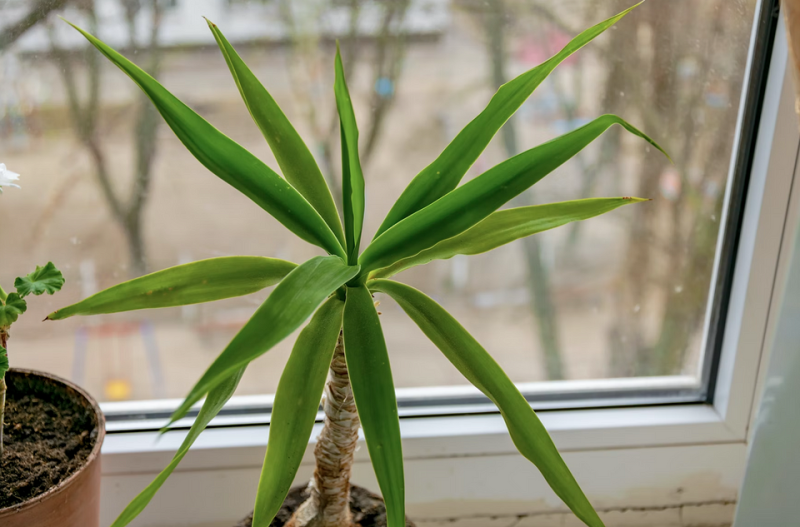 Драцена: уход в домашних условиях, фото сортов и решение возможных проблем