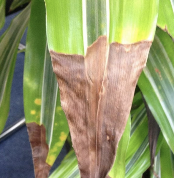 Драцена: уход в домашних условиях, фото сортов и решение возможных проблем