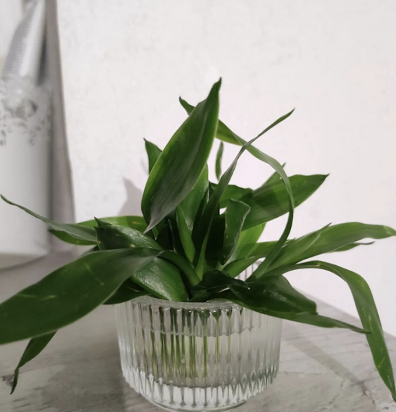 Драцена: уход в домашних условиях, фото сортов и решение возможных проблем