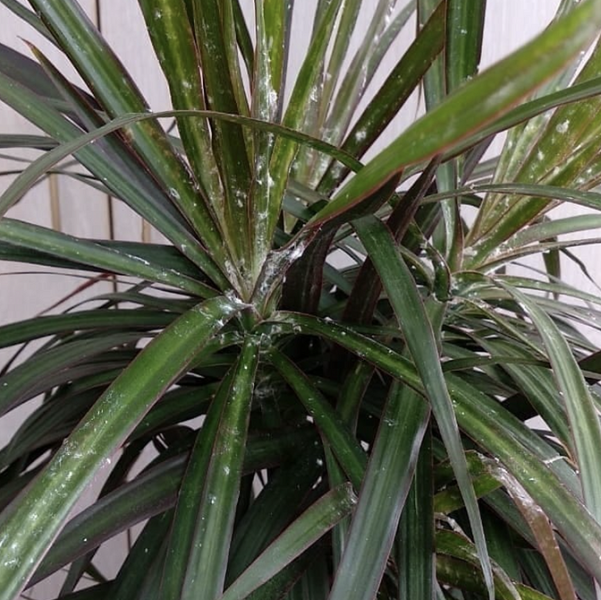 Драцена: уход в домашних условиях, фото сортов и решение возможных проблем