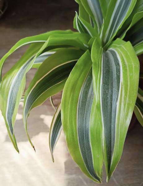 Драцена: уход в домашних условиях, фото сортов и решение возможных проблем