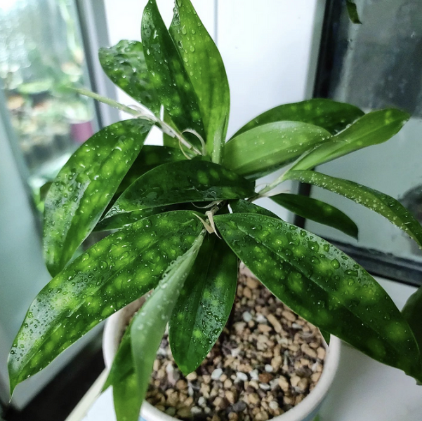 Драцена: уход в домашних условиях, фото сортов и решение возможных проблем