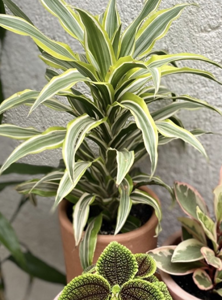 Драцена: уход в домашних условиях, фото сортов и решение возможных проблем