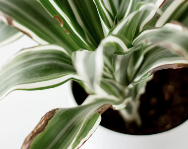 Драцена: уход в домашних условиях, фото сортов и решение возможных проблем