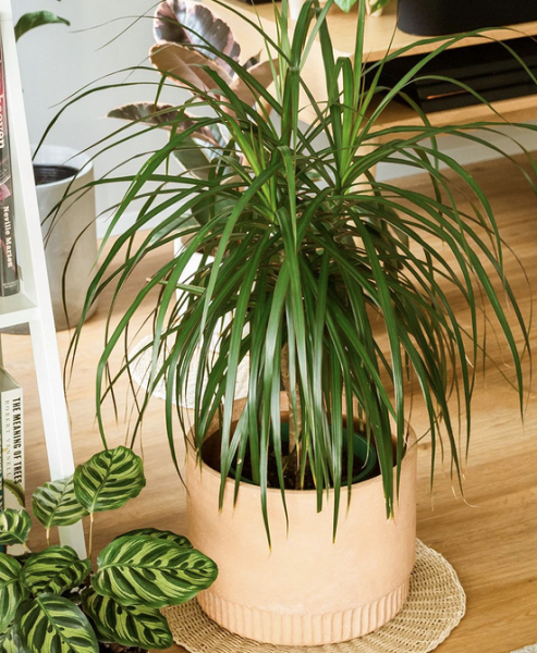 Драцена: уход в домашних условиях, фото сортов и решение возможных проблем