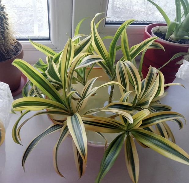 Драцена: уход в домашних условиях, фото сортов и решение возможных проблем