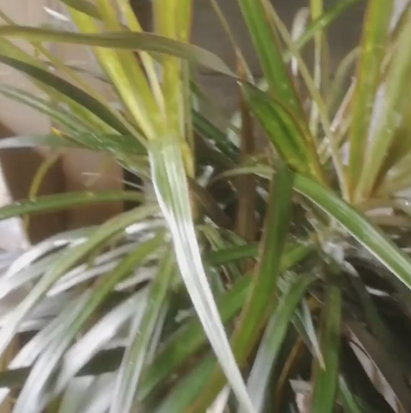 Драцена: уход в домашних условиях, фото сортов и решение возможных проблем