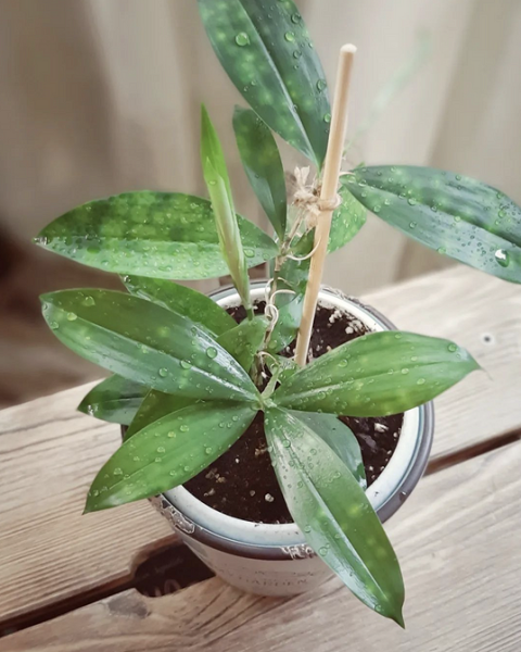 Драцена: уход в домашних условиях, фото сортов и решение возможных проблем