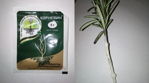 Как вырастить розмарин из магазинной веточки