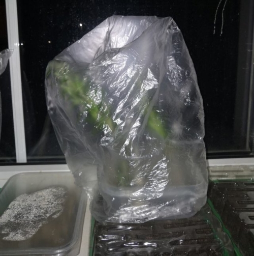 Как вырастить розмарин из магазинной веточки