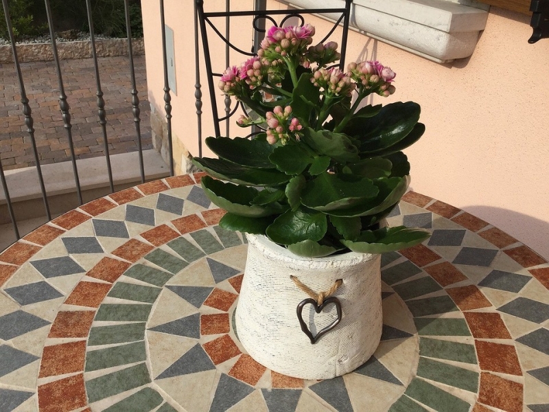 Каланхоэ: уход, как заставить цвести растение и другие важные правила