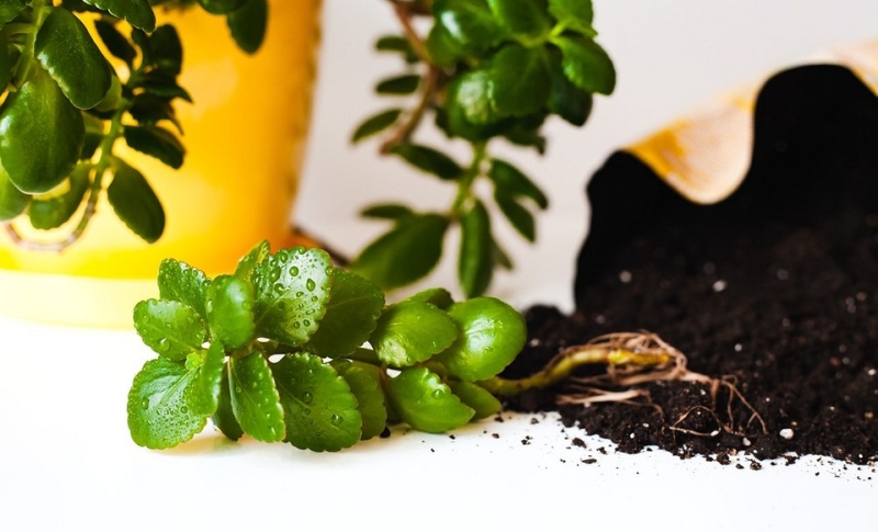 Каланхоэ: уход, как заставить цвести растение и другие важные правила