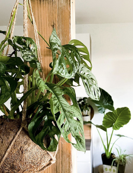 Обустраиваем зеленый уголок: 5 пар комнатных растений, которые хорошо смотрятся рядом