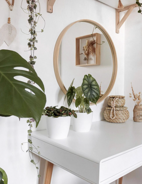 Обустраиваем зеленый уголок: 5 пар комнатных растений, которые хорошо смотрятся рядом