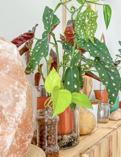 Обустраиваем зеленый уголок: 5 пар комнатных растений, которые хорошо смотрятся рядом