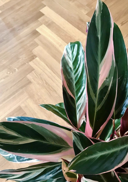 Обустраиваем зеленый уголок: 5 пар комнатных растений, которые хорошо смотрятся рядом