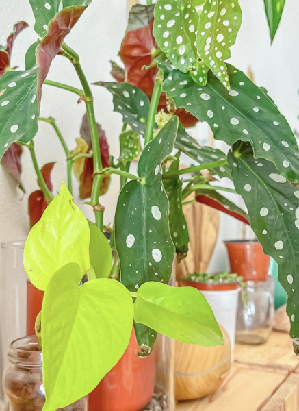 Обустраиваем зеленый уголок: 5 пар комнатных растений, которые хорошо смотрятся рядом