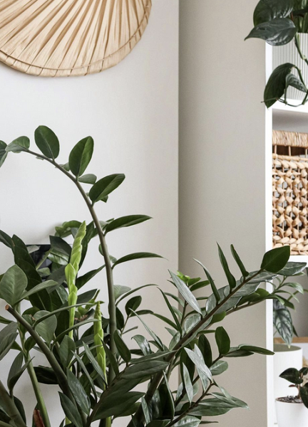 Обустраиваем зеленый уголок: 5 пар комнатных растений, которые хорошо смотрятся рядом