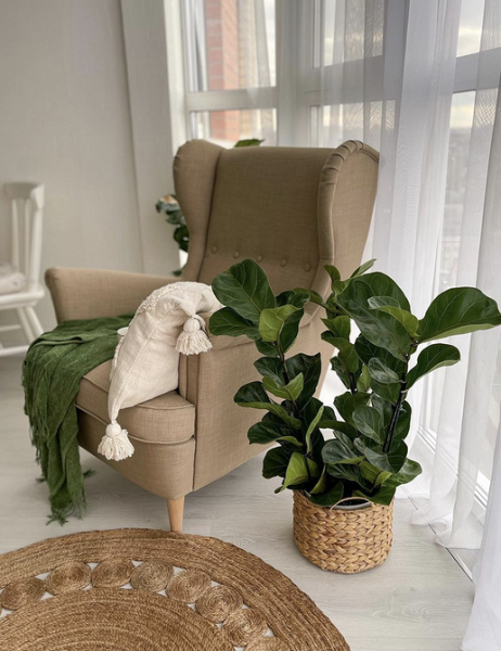 Уход за фикусом в домашних условиях: полив, размножение, лечение болезней