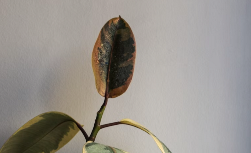 Уход за фикусом в домашних условиях: полив, размножение, лечение болезней