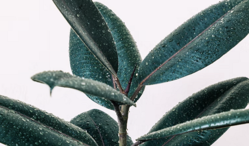 Уход за фикусом в домашних условиях: полив, размножение, лечение болезней